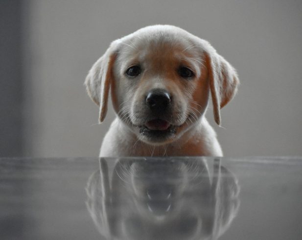 joshua-daniel-RO6GhNH14jg-unsplash