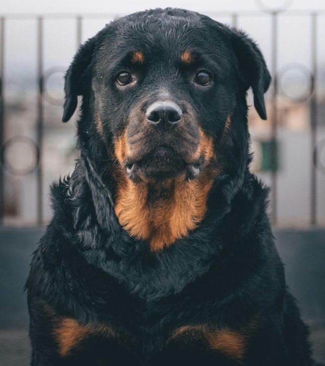 pexels-pramod-tiwari-13569296